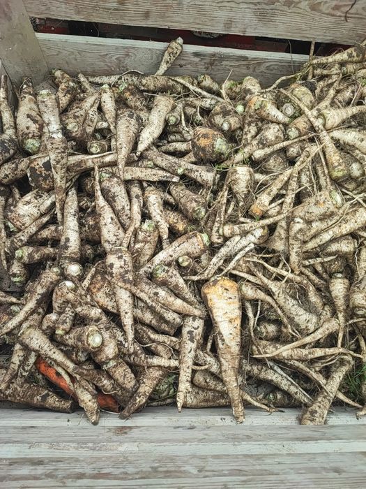 Pietruszka Grubsza i Drobniejsza .