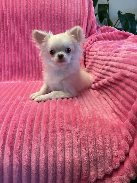 Chihuahua przepiękny 6 miesięczny chłopak