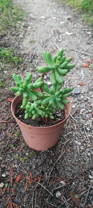 Planta suculenta