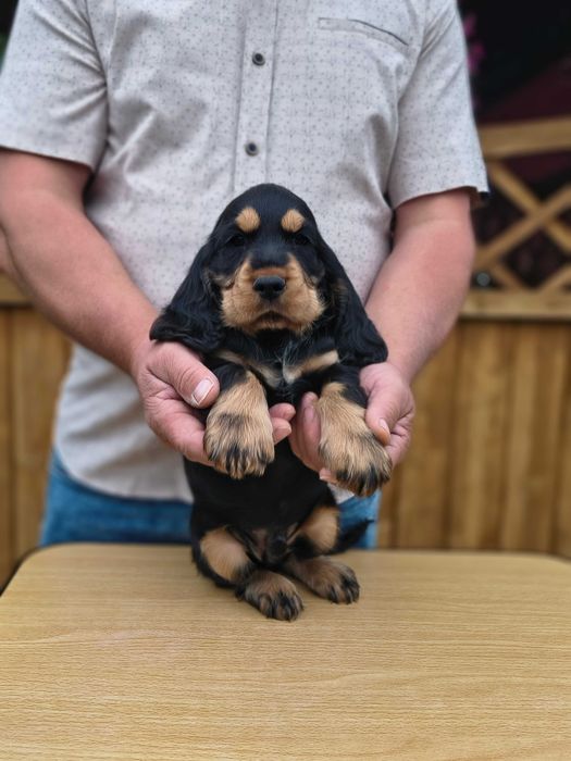 cocker spaniel angielski piękny  piesek