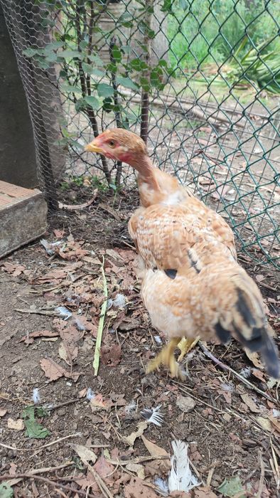 Casal galo galinha (frangos do campo)