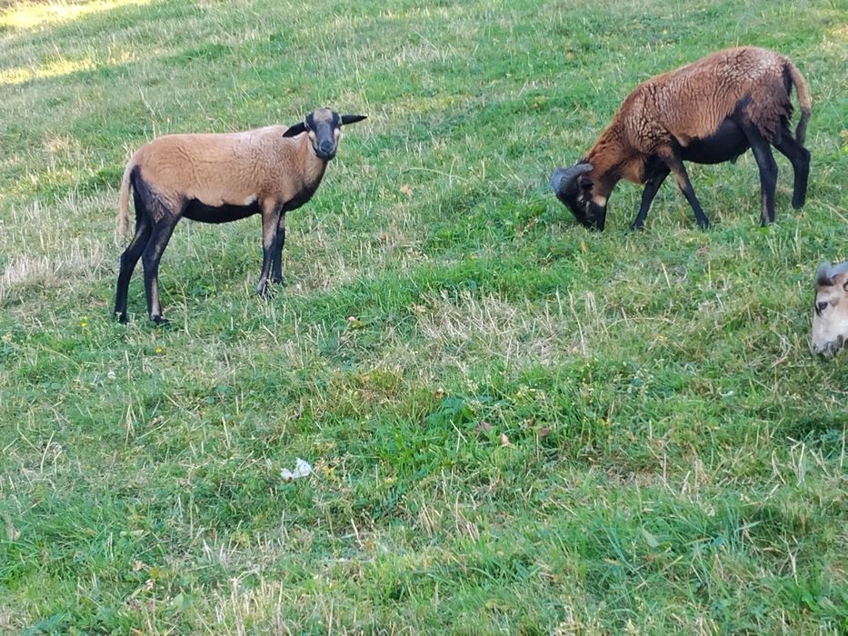 Sprzedam młode owce kamerunskie