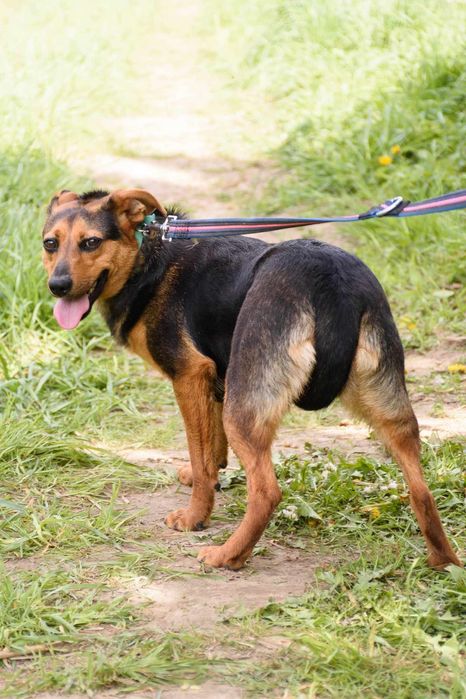 Młodziutka malutka MALINKA jest przerażona schroniskiem