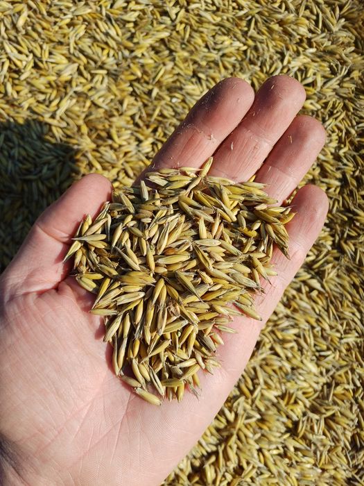 Owies Bingo - Żniwa 2025