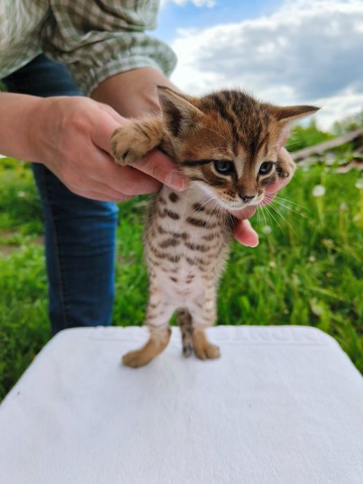 Кошеня руді та тигрові