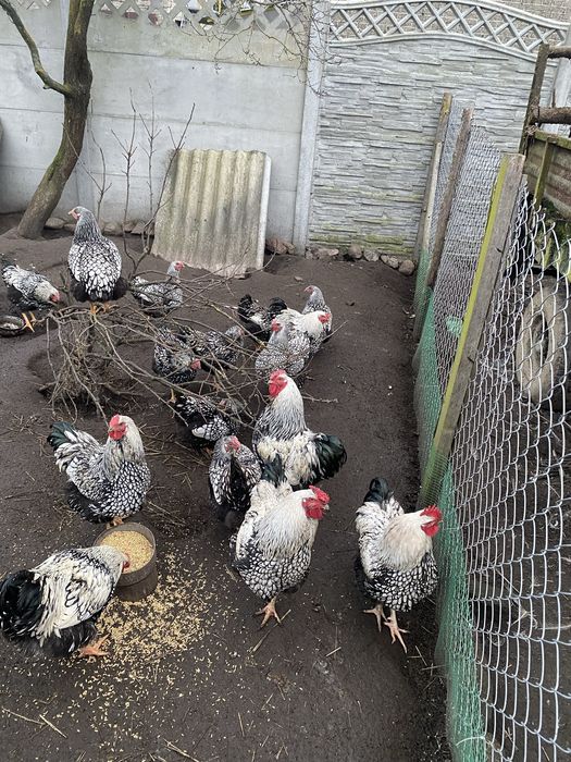 Sprzedam  koguty wyandotte srebrnołuskowana