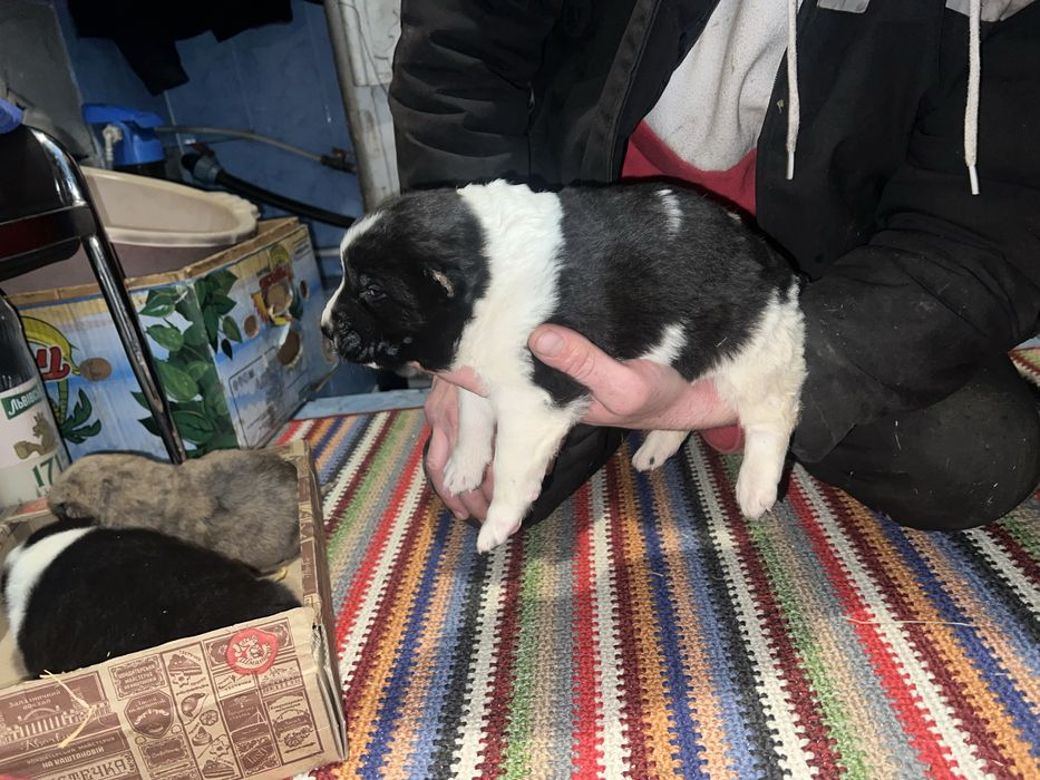 Продам щенков Алабая