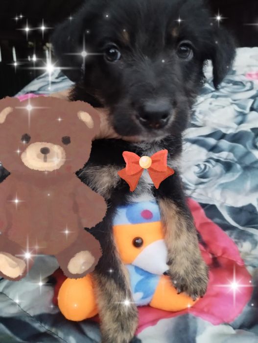 Snoopy para adoção muito responsável