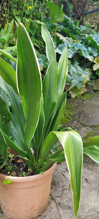 Planta ornamental - Rohdea japonica