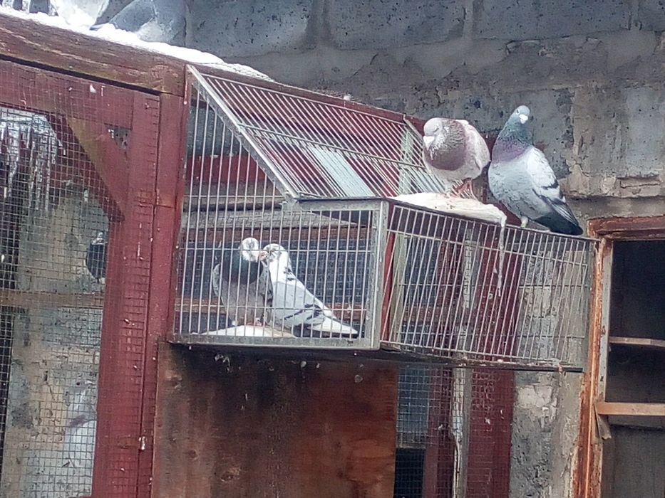 gołębie ozdobne tegoroczne