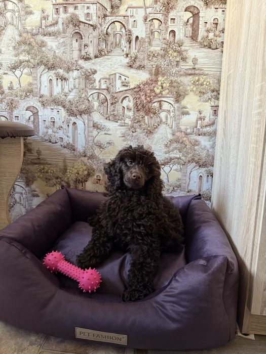 Вязка пудель шоколадний/коричневий