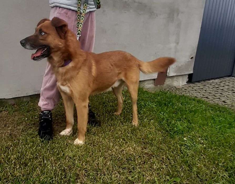 Magnat pies do adopcji