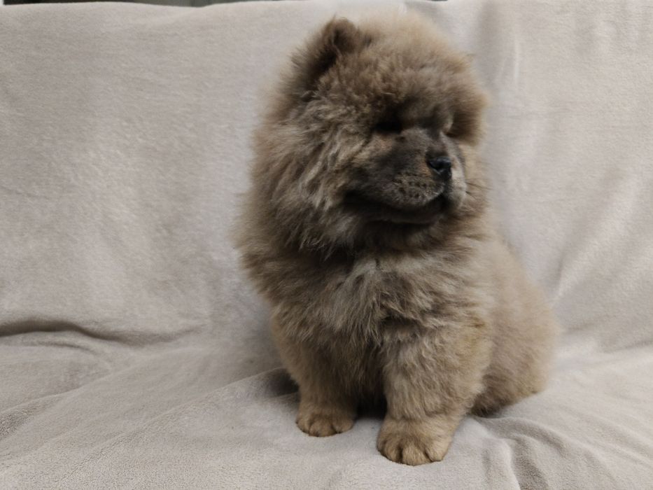 Cynamonowa suczka chow chow