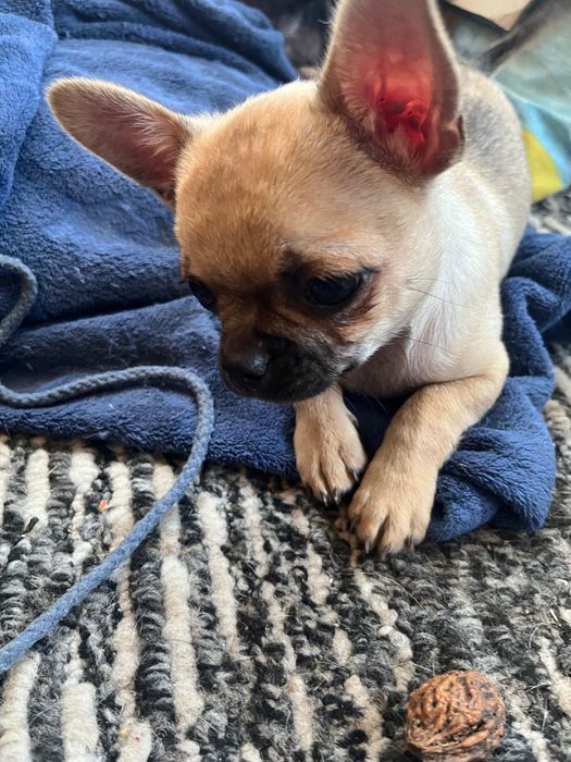 Песики в люблячу родину