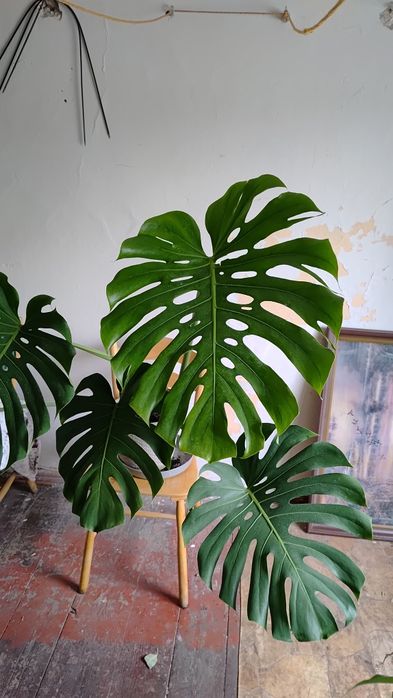 Duża Monstera tanio