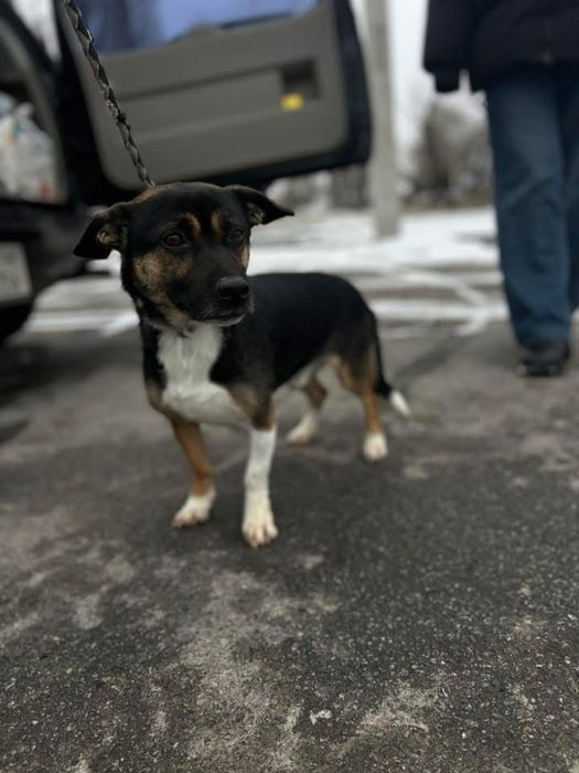 Добрый мальчик Патрон отдам в семью