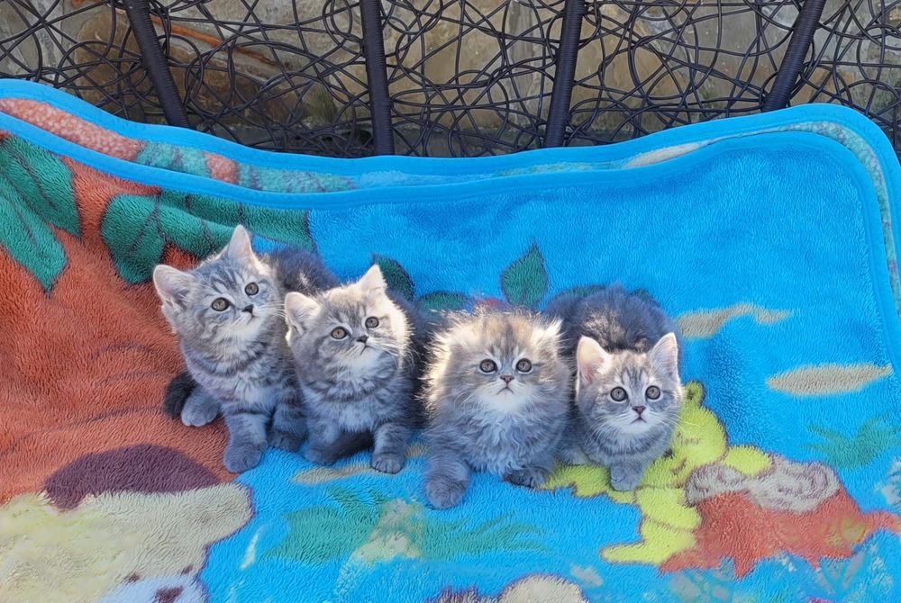 Шотландські кошенята!