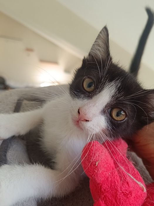 Gatinha e gatinho para adoção em Viseu