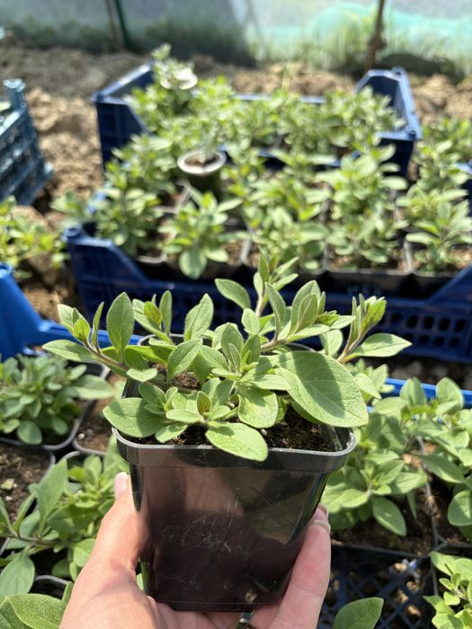 Петунія тайдал-Red  Veluor