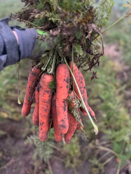 Marchew świeża okazja
