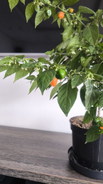 Papryczka habanero duży krzaczek