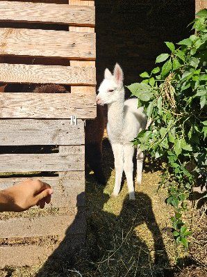 Alpaka Rezerwacje Samica kolor Biały Alpaki Huacaya młoda samiczka