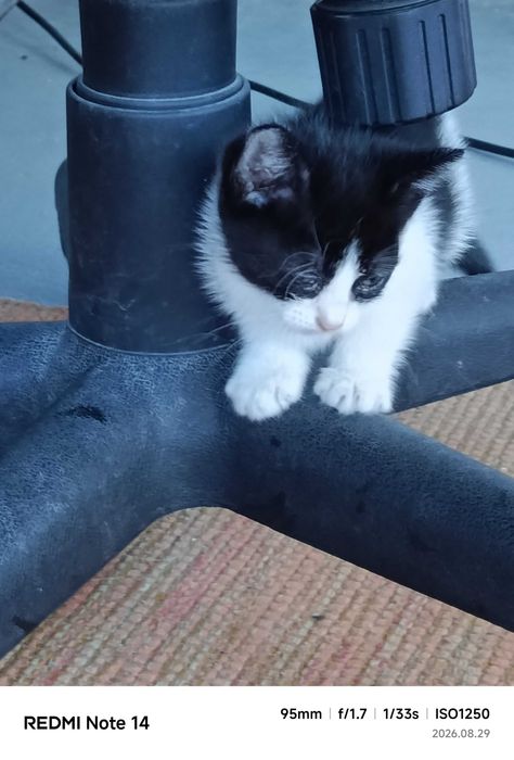 Gato bebé para adoção responsável