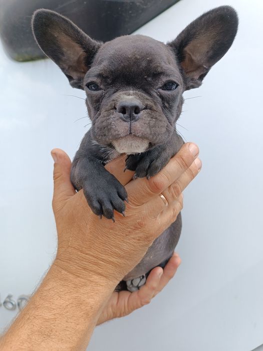 Французики чистокровні,красиві,здорові,розумні,найкращі,різних колір