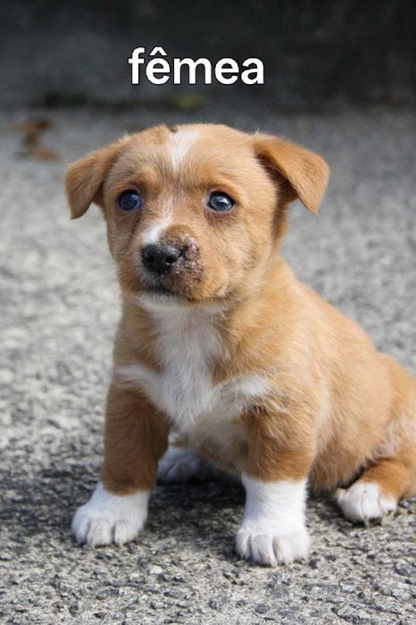 Cachorrinhos para adotar
