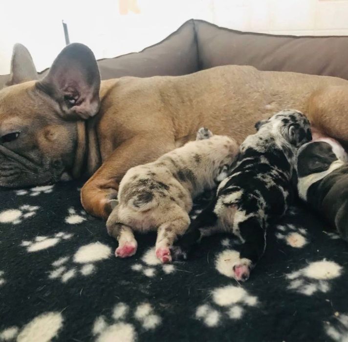 Шикарный мальчик Французик Арлекин дарк мерль ждет дам НА ВЯЗКУ!