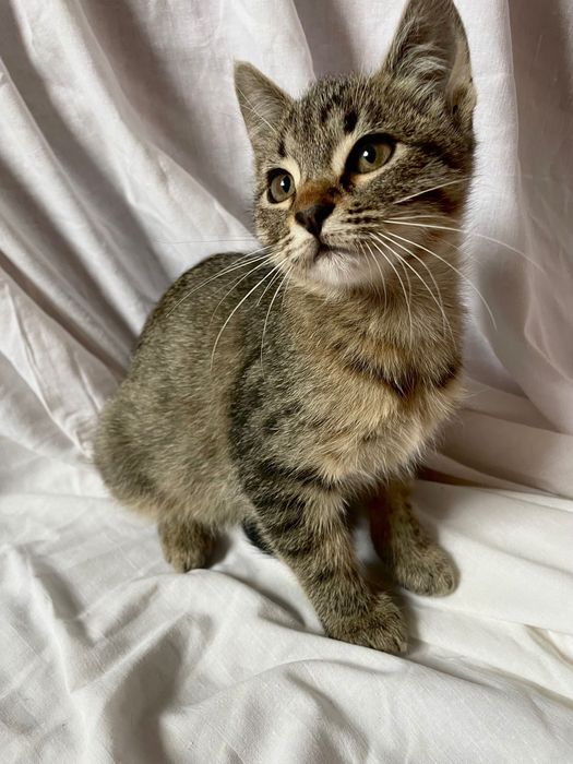 Миле кошеня муркотик мишолов