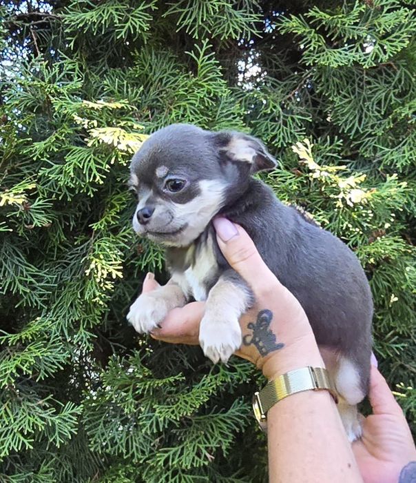 Chihuahua krótkowłosa lilak Isabella