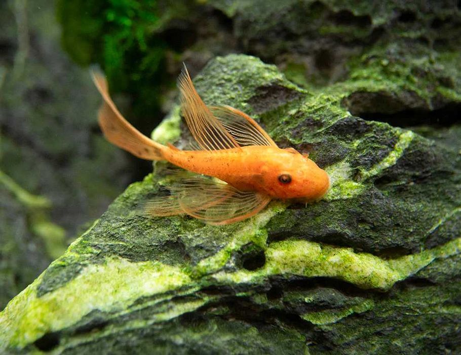 Ancistrus Super Red welonowy