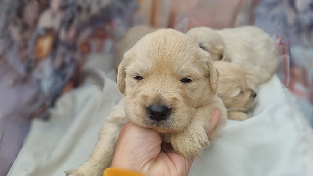 Golden Retriever com LOP e Afixo