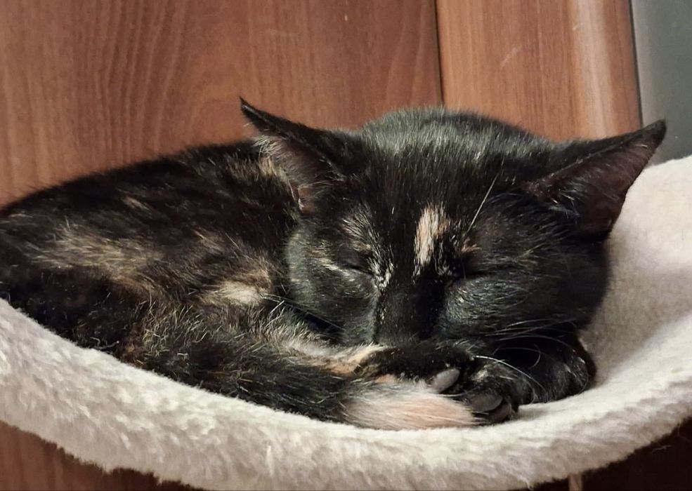 Dwie uratowane kotki szukają cierpliwego domu – Opole