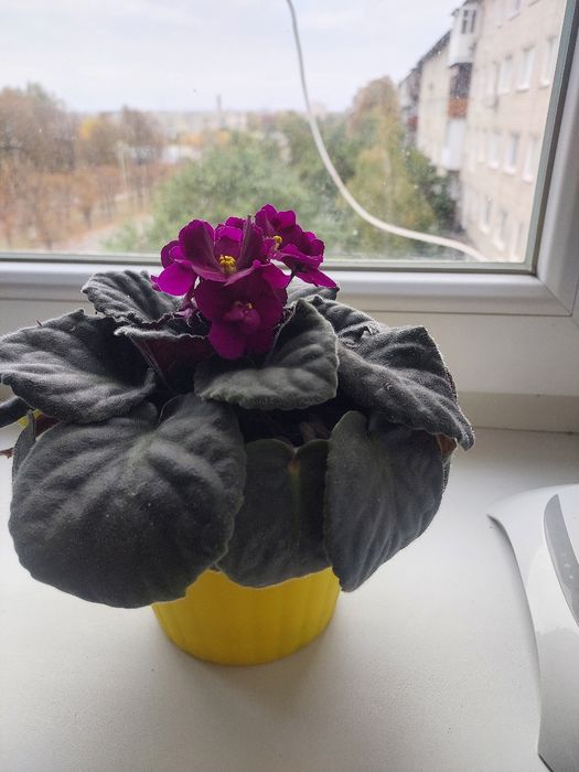 Продам кімнатну квітку фіалку