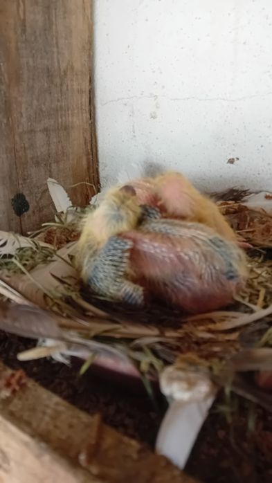 Venda pombos correios