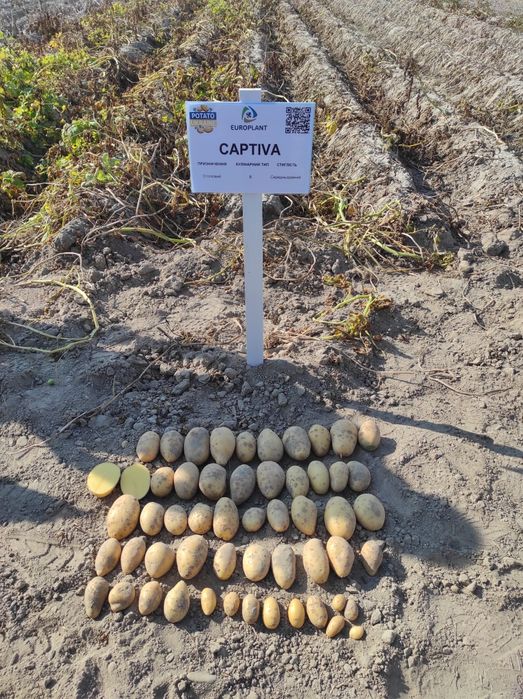 Насіннєва картопля рев'єра1 репродукція (насінка,)насінева