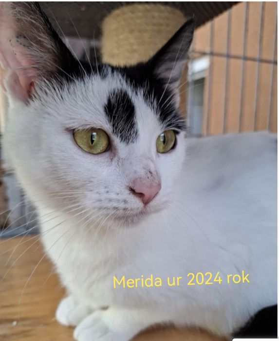 Kociaki z tęsknotą czekają na domy