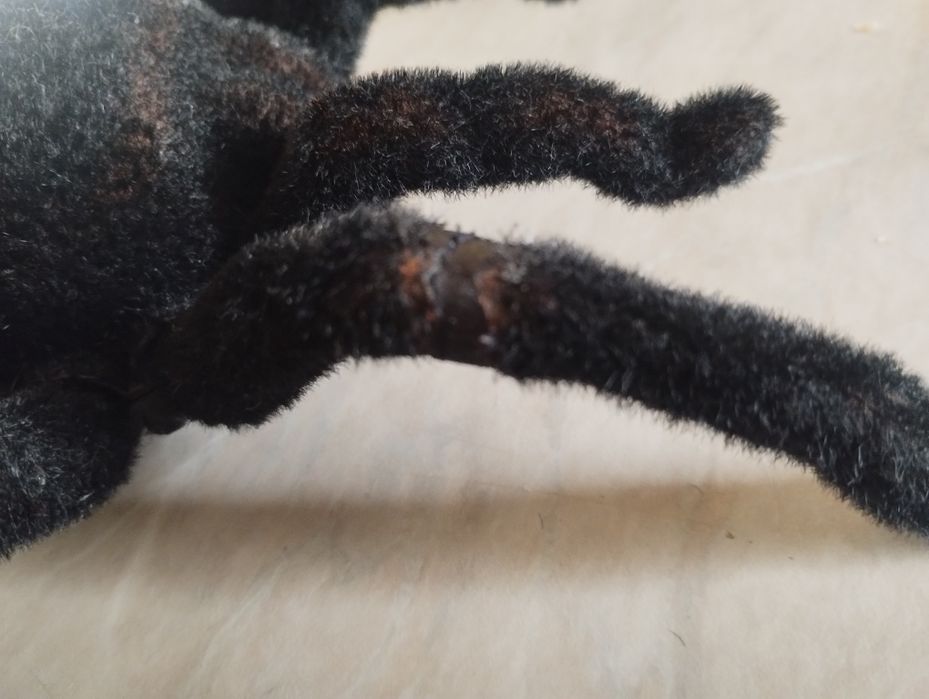 Duży pająk tarantula zdalnie sterowany