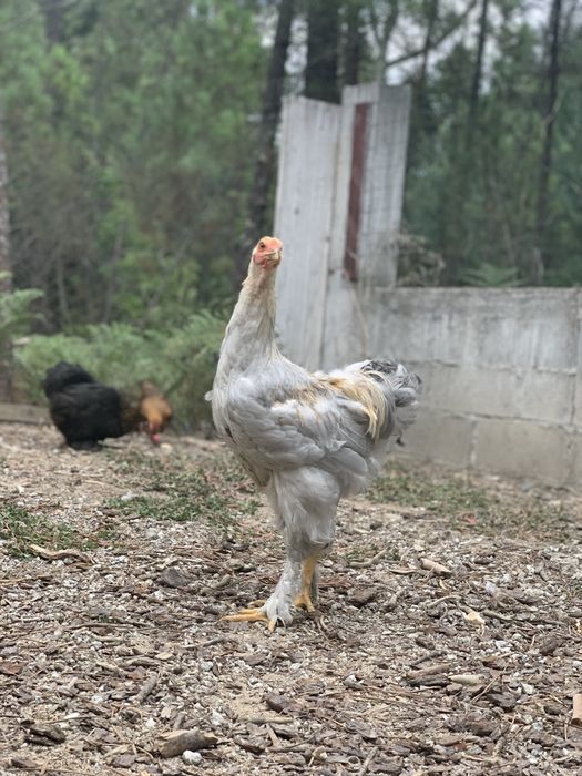 Ovos Brahma isabella