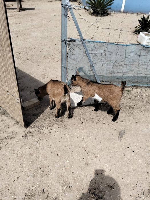 Vendo cabras anãs