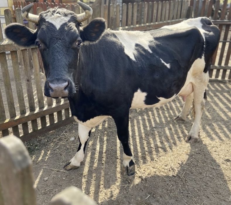 Продається корова