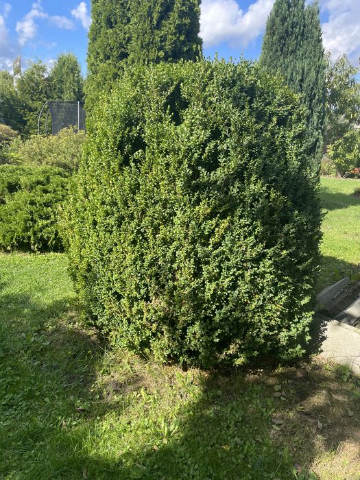 Bukszpan ogrodowy