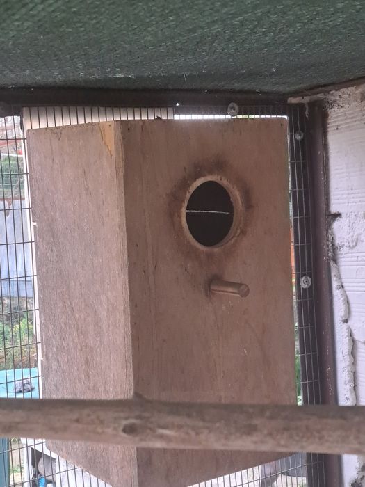 2 machos Roselas omnicolor 17/25