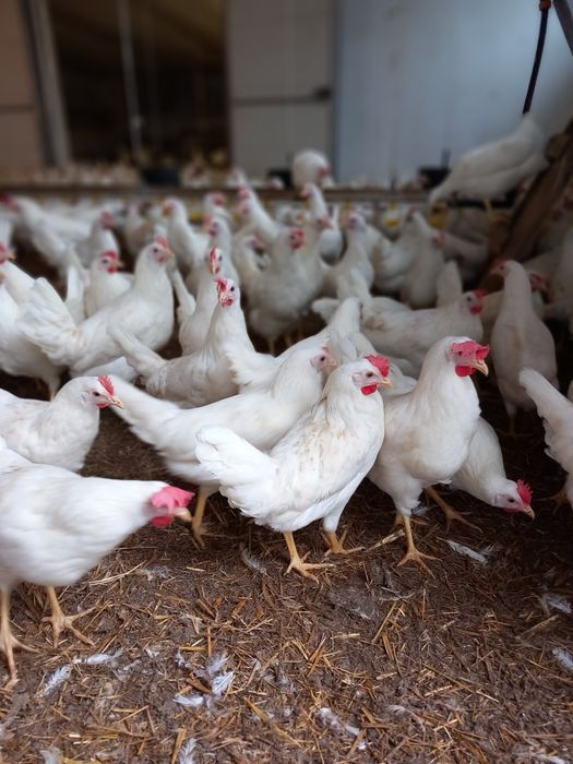Kury Nioski Leghorn 24 tygodnie! Wysyłka!