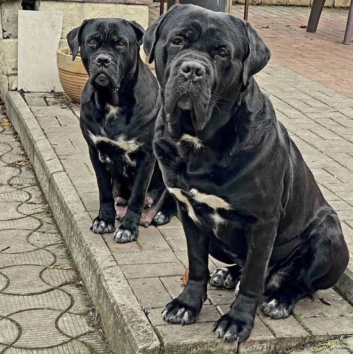 Цуценята Кане Корсо