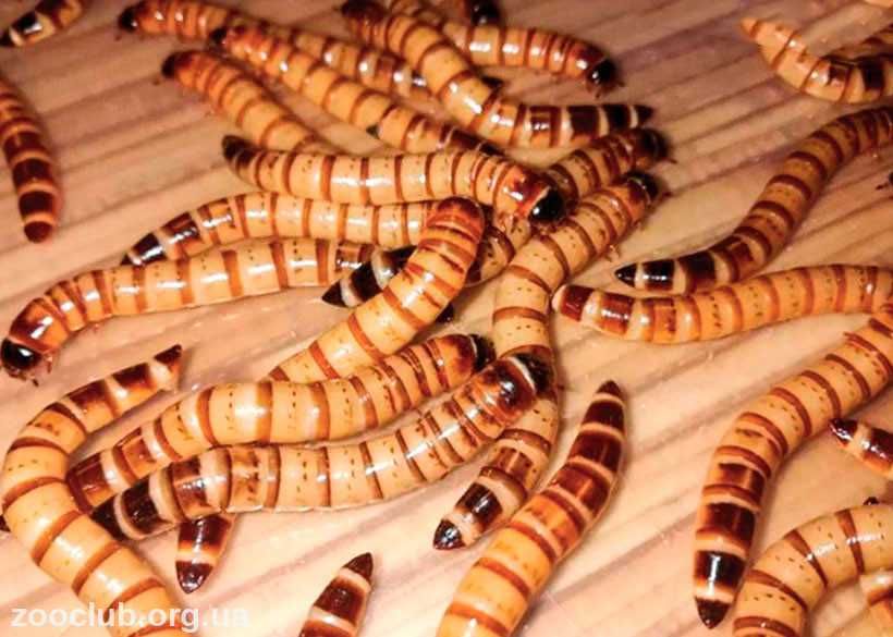 Корм для їжаків, павуків, ящірок, пташок