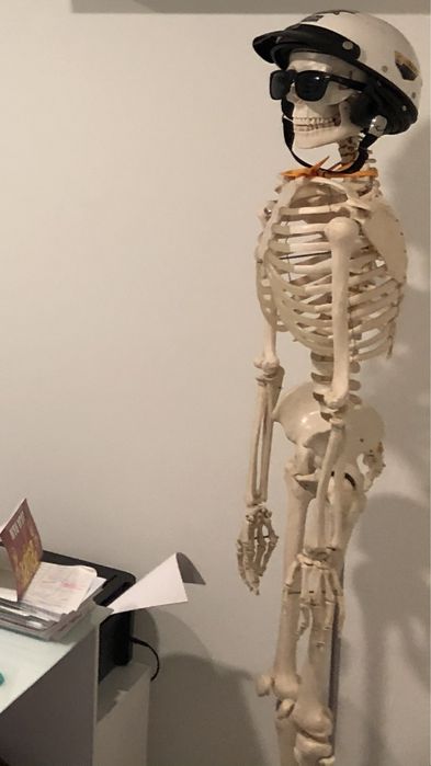 Esqueleto humano para estudo anatomia