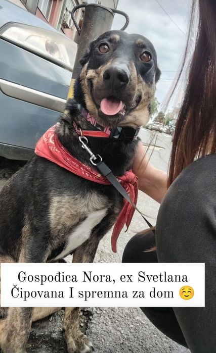 Nora - pies z Bałkanów - szuka domu!